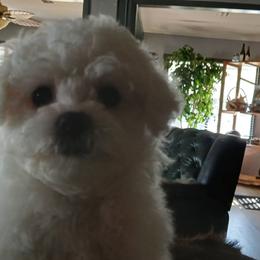 Bichon Frise Puppies from My Beautiful Bichons