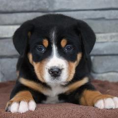 Cora - Black, white and red female Greater Swiss Mountain Dog puppy in Gassaway, West Virginia from Rolling Hills Ranch and Kennels LLC