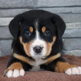 Cora - Black, white and red female Greater Swiss Mountain Dog puppy in Gassaway, West Virginia from Rolling Hills Ranch and Kennels LLC