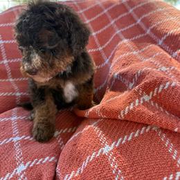 Gus - Chocolate merle male Bernedoodle puppy in Ogden, Utah from Stanger Farms