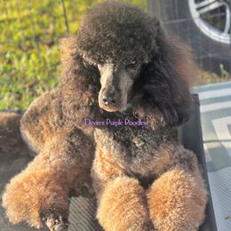 Jasmine - Poodle