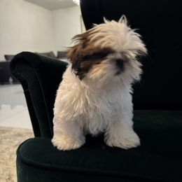 Shih Tzu Puppies from Manuel Estevez