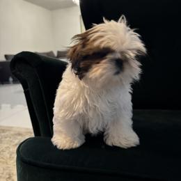 Shih Tzu Puppies from Manuel Estevez