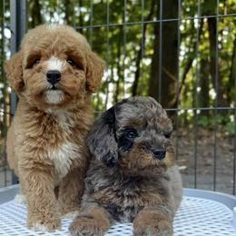 Bernedoodle and Poodle Puppies from Plum Valley Pups