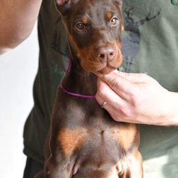 Cavalier King Charles Spaniel and Doberman Pinscher Puppies from HillStone Kennels