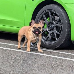 Tesla - French Bulldog