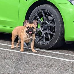 Tesla - French Bulldog