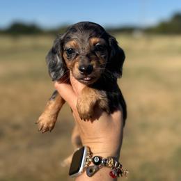 Frankie - Dapple female Dachshund puppy in Durant, Oklahoma from Big Creek Mini Dachshund