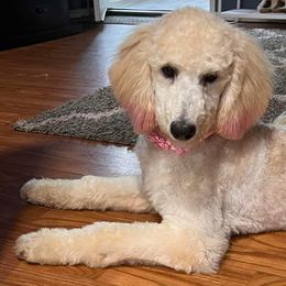 Poodles from Neanna's Pups and Poodles