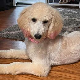 Poodles from Neanna's Pups and Poodles