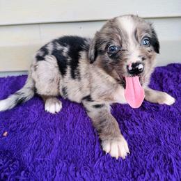 Chance - Blue merle male Australian Shepherd puppy in Charlotte, North Carolina from Awesome Aussies