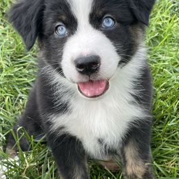 Australian Shepherd Puppies from 303 Aussies