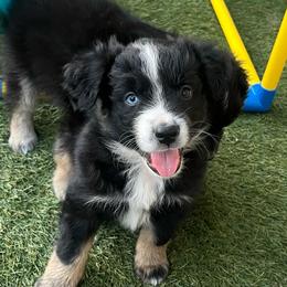 Kylo - Black tri male Miniature Australian Shepherd puppy in Denair, California from CenCal Mini Aussies