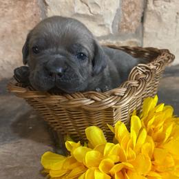 Black collar - Gray and fawn male Cane Corso puppy in Tucson, Arizona from Cane Corso Friends