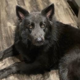 Chrome - German Shepherd