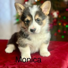 Pembroke Welsh Corgi Puppies from Country Rubys