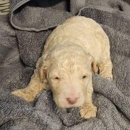 Goldendoodles from Chocolate Doodle Puppy Boutique