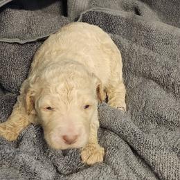 Goldendoodles from Chocolate Doodle Puppy Boutique