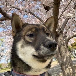 Ms zero - Shikoku Ken