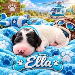 Ella - Parti female Poodle puppy in Dover, Delaware from Dogtastic Poodles