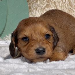 Aspen AKC by my - Red male Dachshund puppy in Fredricktown, Missouri from Ivy Cream Dachshunds