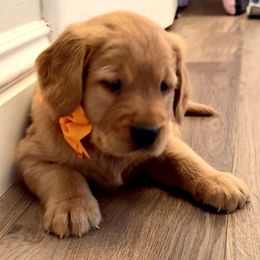 Golden Retriever and Labrador Retriever Puppies from All Around Retrievers
