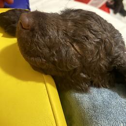 Curly-Coated Retriever Puppies from Betacoil Curly Coated Retrievers
