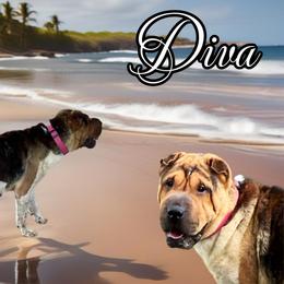 Diva - Chinese Shar-Pei