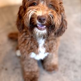 Missy - Australian Labradoodle