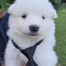 Black boy - White male Samoyed puppy in Elwell, Michigan from Limelight Samoyeds