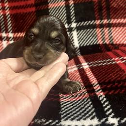 Saint- Shaded Cream- Price Listed - Cream male Dachshund puppy in Biloxi, Mississippi from Southern Doxies Ms