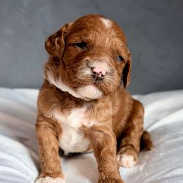 Blue - Red male Australian Labradoodle puppy in Auburn, Washington from West Valley Labradoodles