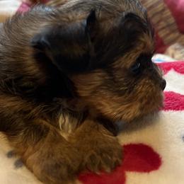 Poodle, Shihpoo, Shih Tzu, Shorkie, and Yorkipoo Puppies from Oodles of Poodles & Doodles