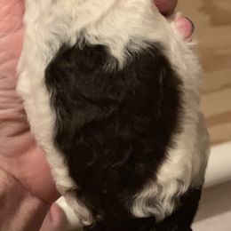 Poodle Puppies from Storybook Standards