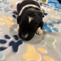 Goldendoodle and Poodle Puppies from Southern Stroll Poodles & Doodles