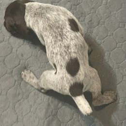 Female 3 - Liver roan female German Shorthaired Pointer puppy in Weeki Wachee, Florida from River Ridge GSP