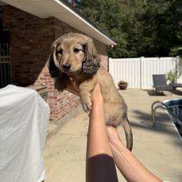 Dachshund Puppies from Rylee’s dachshunds