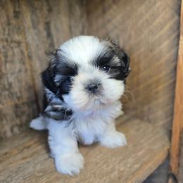 Coby - Brindle and white male Shih Tzu puppy in Mountain Grove, Missouri from Precious Puppies