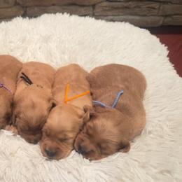 Girl3 - Golden female Golden Retriever puppy in Albemarle, North Carolina from Companion Goldens of the Carolinas