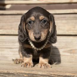Sapphire - Blue and cream female Dachshund puppy in Duncanville, Alabama from Bear Creek