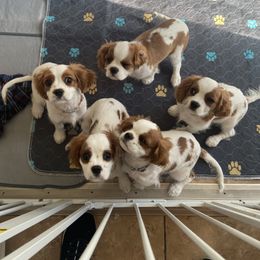 Cavalier King Charles Spaniel Puppies from Christina’s Cavaliers