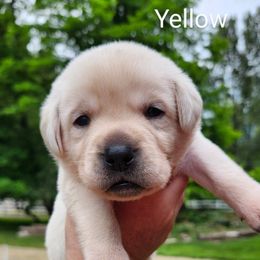 Yellow collar - Yellow male Labrador Retriever puppy in Mossyrock, Washington from White River Labradors