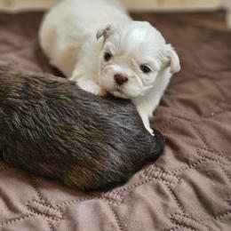 Comet - Liver male Shih Tzu puppy in Kings Mountain, North Carolina from NC Shih Tzus by Tammy