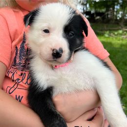 Light pink - Black and white female Border Collie puppy in Rural Retreat, Virginia from Hidden Acres Farm Corgis