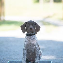 German Shorthaired Pointer and Vizsla Puppies from Nosam Kennels