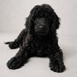 Aslan - Black male Poodle puppy in Spring Hills, Florida from The Olympus Standard Poodle
