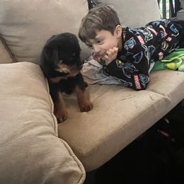 Rottweiler Puppies from CG Rottweilers