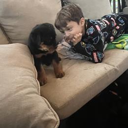 Rottweiler Puppies from CG Rottweilers