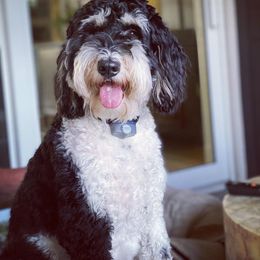Bernedoodle and Goldendoodle Puppies from I Dream of Doodles