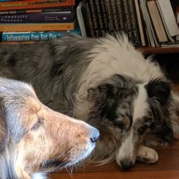 Shetland Sheepdogs from Gracenotes